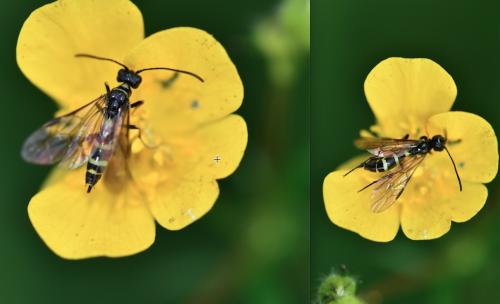 Réf. 256 727 : Cephus pygmaeus